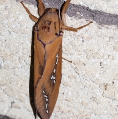 Abantiades hyalinatus at Penrose, NSW - suppressed