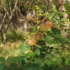 Koelreuteria paniculata (Golden Rain Tree) at Fadden, ACT - 14 Feb 2023 by KumikoCallaway