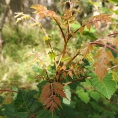 Koelreuteria paniculata at Fadden, ACT - 14 Feb 2023