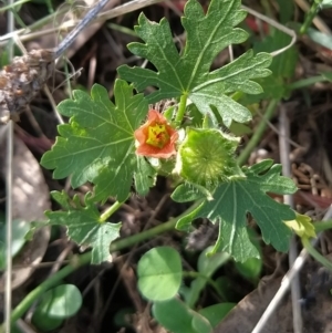 Modiola caroliniana at Fadden, ACT - 14 Feb 2023 05:02 PM