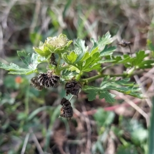 Modiola caroliniana at Fadden, ACT - 14 Feb 2023 05:02 PM