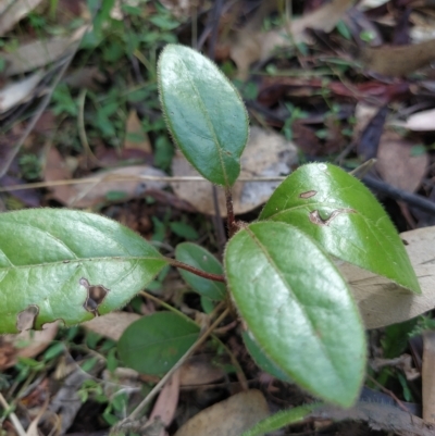 Viburnum tinus (Laurustinus) at Fadden, ACT - 14 Feb 2023 by KumikoCallaway