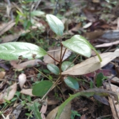 Viburnum tinus at Fadden, ACT - 14 Feb 2023