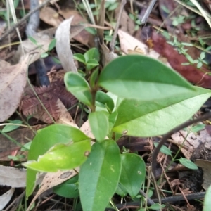 Ligustrum lucidum at Fadden, ACT - 14 Feb 2023 03:43 PM