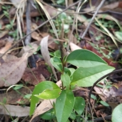 Ligustrum lucidum at Fadden, ACT - 14 Feb 2023