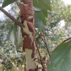 Eucalyptus dives (Broad-leaved Peppermint) at Wanniassa Hill - 16 Feb 2023 by KumikoCallaway