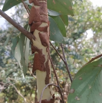 Eucalyptus dives (Broad-leaved Peppermint) at Wanniassa Hill - 16 Feb 2023 by KumikoCallaway