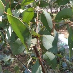 Eucalyptus dives at Fadden, ACT - 16 Feb 2023