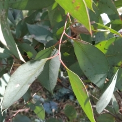 Eucalyptus dives at Fadden, ACT - 16 Feb 2023