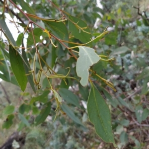 Eucalyptus dives at Fadden, ACT - 16 Feb 2023