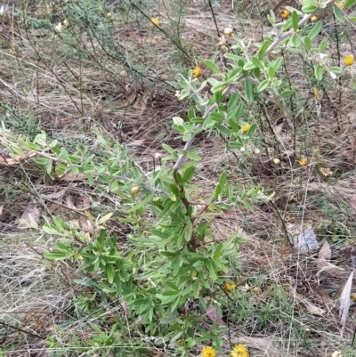 Pyracantha angustifolia (Firethorn, Orange Firethorn) at Wanniassa Hill - 14 Feb 2023 by KumikoCallaway
