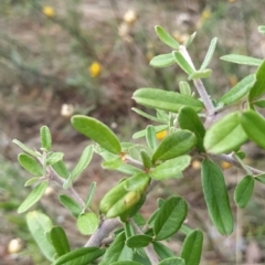 Pyracantha angustifolia at Fadden, ACT - 14 Feb 2023 04:43 PM