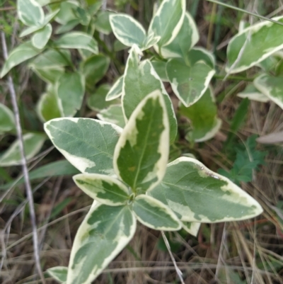 Vinca major (Blue Periwinkle) at Wanniassa Hill - 14 Feb 2023 by KumikoCallaway