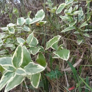 Vinca major at Fadden, ACT - 14 Feb 2023