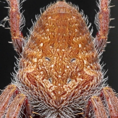 Unverified Spider by TimL