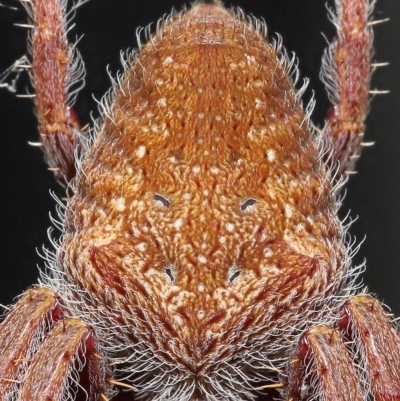 Unidentified Spider (Araneae) at Wellington Point, QLD - 12 Feb 2023 by TimL