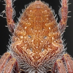 Unidentified Orb-weaving spider (several families) (TBC) at Wellington Point, QLD - 12 Feb 2023 by TimL