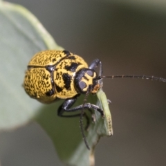Aporocera (Aporocera) erosa (A leaf beetle) at Fraser, ACT - 14 Feb 2023 by AlisonMilton