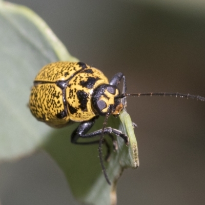 Aporocera (Aporocera) erosa (A leaf beetle) at Fraser, ACT - 14 Feb 2023 by AlisonMilton