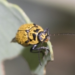 Aporocera (Aporocera) erosa at Fraser, ACT - 14 Feb 2023