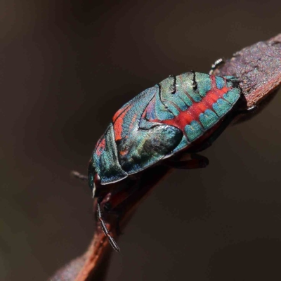 Coleotichus costatus (Green shield-backed bug) at Dryandra St Woodland - 14 Feb 2023 by ConBoekel