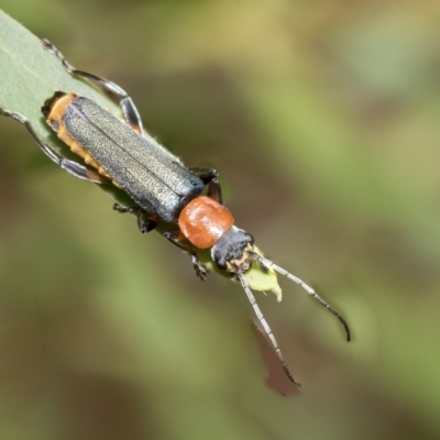 Chauliognathus tricolor (Tricolor soldier beetle) at Fraser, ACT - 14 Feb 2023 by AlisonMilton