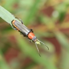 Chauliognathus tricolor at Fraser, ACT - 14 Feb 2023