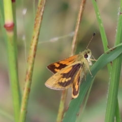 Ocybadistes walkeri at Farrer, ACT - 15 Feb 2023