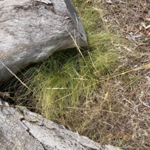 Nassella trichotoma at Watson, ACT - 13 Feb 2023