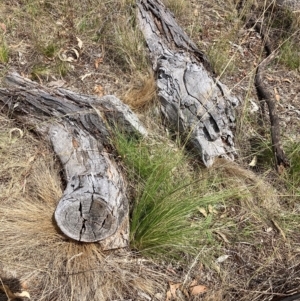 Nassella trichotoma at Watson, ACT - 13 Feb 2023