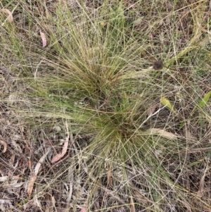 Nassella trichotoma at Watson, ACT - 13 Feb 2023