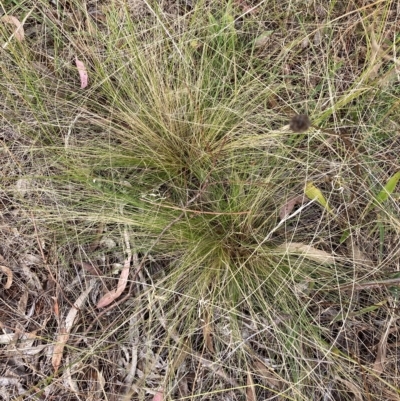 Nassella trichotoma (Serrated Tussock) at The Fair, Watson - 13 Feb 2023 by waltraud