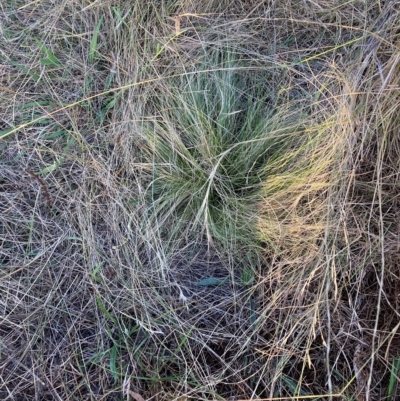 Nassella trichotoma (Serrated Tussock) at The Fair, Watson - 14 Feb 2023 by waltraud