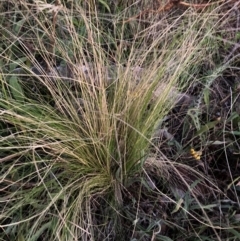 Nassella trichotoma (Serrated Tussock) at The Fair, Watson - 14 Feb 2023 by waltraud