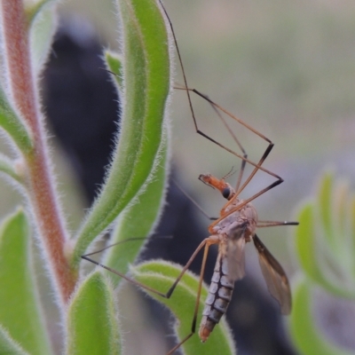 Harpobittacus australis at Tennent, ACT - 15 Feb 2023 by MichaelBedingfield