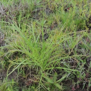 Eryngium ovinum at Boorowa, NSW - 23 Oct 2022