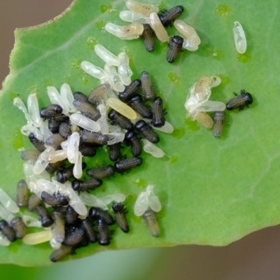 Paropsisterna cloelia (Eucalyptus variegated beetle) at Kama - 14 Feb 2023 by Kurt