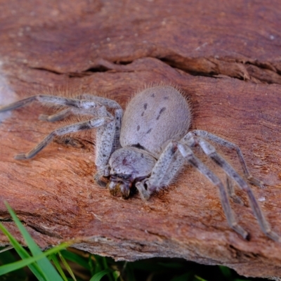 Isopeda (genus) (Huntsman Spider) at Molonglo Valley, ACT - 14 Feb 2023 by Kurt