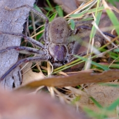 Isopeda sp. (genus) (Huntsman Spider) at Kama - 14 Feb 2023 by Kurt