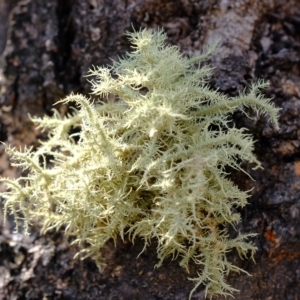 Usnea sp. (genus) at Molonglo Valley, ACT - 14 Feb 2023 03:08 PM