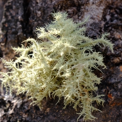 Usnea sp. (genus) (Bearded lichen) at Molonglo Valley, ACT - 14 Feb 2023 by Kurt