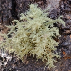 Usnea sp. (genus) at Molonglo Valley, ACT - 14 Feb 2023 03:08 PM