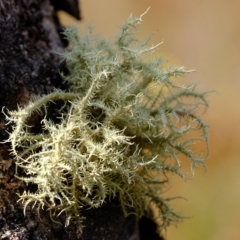 Usnea sp. (genus) at Molonglo Valley, ACT - 14 Feb 2023 03:08 PM