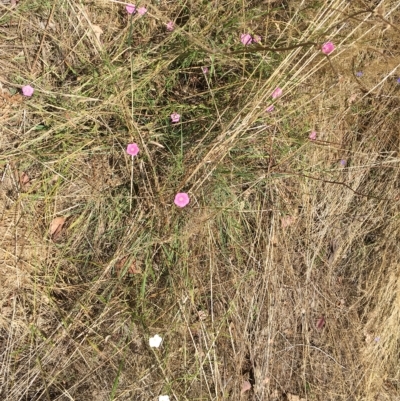 Convolvulus angustissimus subsp. angustissimus (Australian Bindweed) at Mount Ainslie - 10 Feb 2023 by JenniM