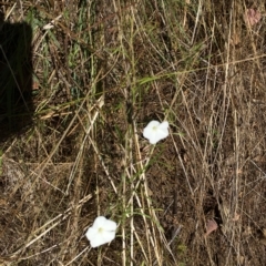 Convolvulus angustissimus subsp. angustissimus at Hackett, ACT - 10 Feb 2023 12:42 PM