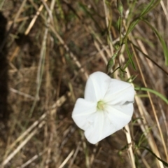 Convolvulus angustissimus subsp. angustissimus at Hackett, ACT - 10 Feb 2023 12:42 PM