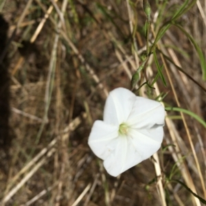 Convolvulus angustissimus subsp. angustissimus at Hackett, ACT - 10 Feb 2023 12:42 PM