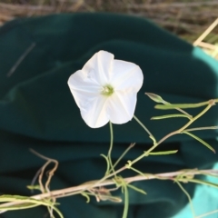 Convolvulus angustissimus subsp. angustissimus at Hackett, ACT - 10 Feb 2023 12:42 PM