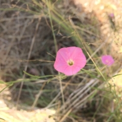 Convolvulus angustissimus subsp. angustissimus at Hackett, ACT - 10 Feb 2023 12:42 PM