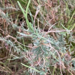 Epilobium billardiereanum subsp. cinereum (Variable Willow-herb) at Red Hill to Yarralumla Creek - 13 Feb 2023 by KL